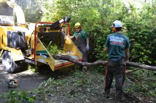 tree services San Castle